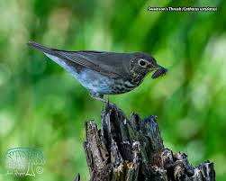 Image result for Catharus ustulatus