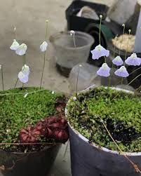 Attēlu rezultāti vaicājumam “Utricularia minor leaf”