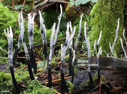 Attēlu rezultāti vaicājumam “Xylaria hypoxylon”