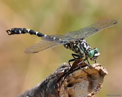 Attēlu rezultāti vaicājumam “Jalla dumosa imago”