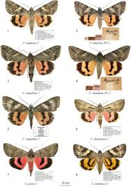 Attēlu rezultāti vaicājumam “Catocala pacta”