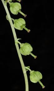 Attēlu rezultāti vaicājumam “Orthilia secunda”