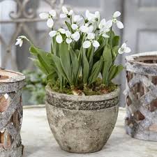 Attēlu rezultāti vaicājumam “Galanthus nivalis bud”