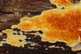 Attēlu rezultāti vaicājumam “Pseudomerulius aureus”