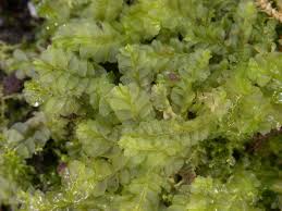 Attēlu rezultāti vaicājumam “Lophocolea minor”