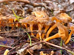 Attēlu rezultāti vaicājumam “Cantharellus lutescens”