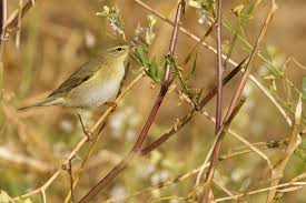Image result for Phylloscopus ibericus