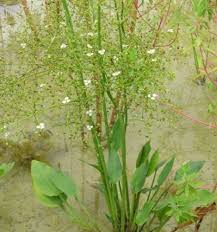 Attēlu rezultāti vaicājumam “Alisma plantago-aquatica”