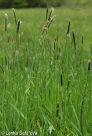 Attēlu rezultāti vaicājumam “Alopecurus pratensis fruit”