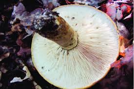 Attēlu rezultāti vaicājumam “Lactarius necator”