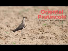 Image result for Glareola maldivarum