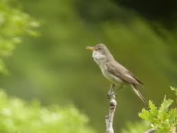 Image result for Hippolais olivetorum