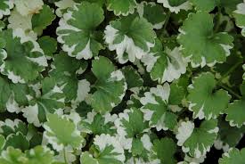 Image result for Glechoma hederacea