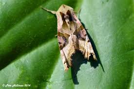 Attēlu rezultāti vaicājumam “Phlogophora meticulosa”