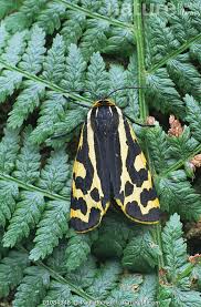 Attēlu rezultāti vaicājumam “Parasemia plantaginis”