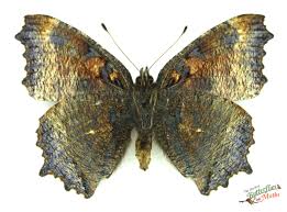 Attēlu rezultāti vaicājumam “Nymphalis xanthomelas underside”