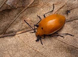 Attēlu rezultāti vaicājumam “Erotylidae”