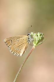 Attēlu rezultāti vaicājumam “Agrodiaetus amandus”