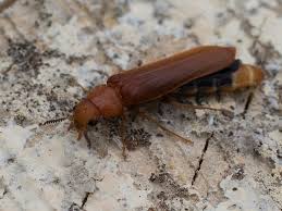 Attēlu rezultāti vaicājumam “Hylecoetus dermestoides”