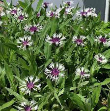 Attēlu rezultāti vaicājumam “Centaurea”