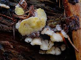 Attēlu rezultāti vaicājumam “Flaviporus citrinellus”