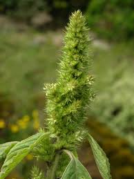 Attēlu rezultāti vaicājumam “Amaranthus retroflexus”