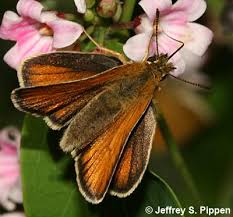 Attēlu rezultāti vaicājumam “Thymelicus lineola male”
