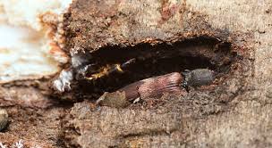 Attēlu rezultāti vaicājumam “Harminius undulatus”