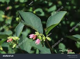 Attēlu rezultāti vaicājumam “Symphoricarpos albus flower”