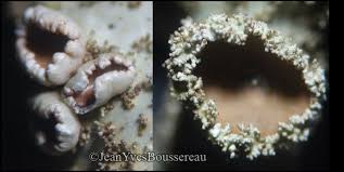 Attēlu rezultāti vaicājumam “Parmelia submontana”