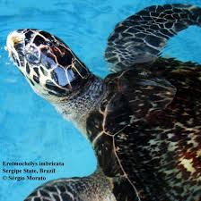 Image result for Eretmochelys imbricata