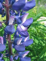 Attēlu rezultāti vaicājumam “Lupinus polyphyllus flower”