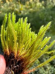 Attēlu rezultāti vaicājumam “Philonotis fontana sporophyte”