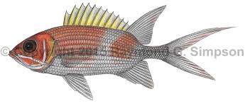 Image result for Holocentrus adscensionis