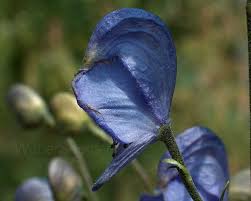 Attēlu rezultāti vaicājumam “Aconitum napellus bud”