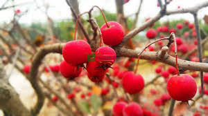 Attēlu rezultāti vaicājumam “Crataegus persimilis fruit”