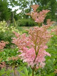 Attēlu rezultāti vaicājumam “Zygaena filipendulae exuvia”