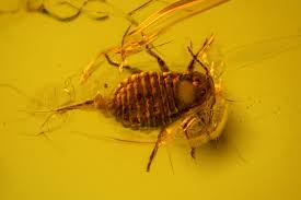 Attēlu rezultāti vaicājumam “Aphodius subterraneus imago”