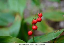 Attēlu rezultāti vaicājumam “Convallaria majalis fruit”