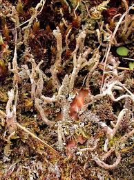Attēlu rezultāti vaicājumam “Cladonia squamosa”