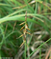 Attēlu rezultāti vaicājumam “Carex pulicaris”