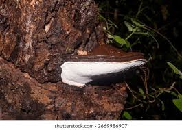 Attēlu rezultāti vaicājumam “Ganoderma applanatum”