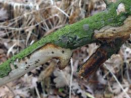 Attēlu rezultāti vaicājumam “Vuilleminia comedens”