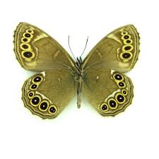 Attēlu rezultāti vaicājumam “Lopinga achine underside”