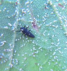 Attēlu rezultāti vaicājumam “Adalia bipunctata larva”