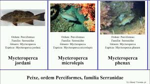 Image result for Mycteroperca phenax