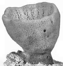 Attēlu rezultāti vaicājumam “Spongia”