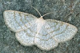 Attēlu rezultāti vaicājumam “Cabera exanthemata”