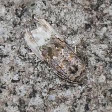 Attēlu rezultāti vaicājumam “Hedya nubiferana”