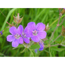 Attēlu rezultāti vaicājumam “Geranium sylvaticum flower”